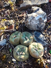 Lophophora diffusa