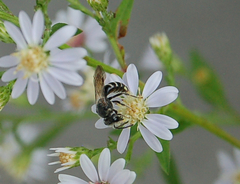 Lasioglossum coriaceum