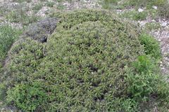 Ferocactus robustus