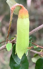 Correa reflexa reflexa