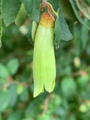 Correa reflexa reflexa