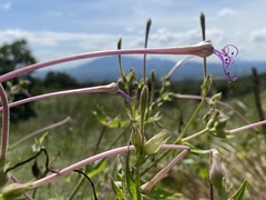 Mirabilis longiflora