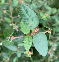 Correa reflexa reflexa