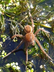 Dolomedes fimbriatus