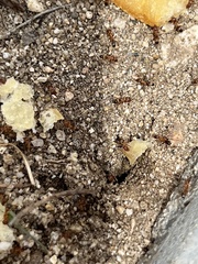 Dorymyrmex bicolor