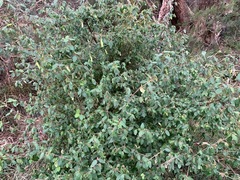 Correa reflexa reflexa