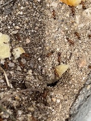 Dorymyrmex bicolor