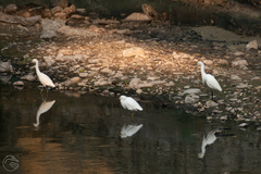 Egretta thula