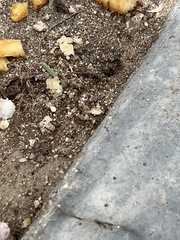 Dorymyrmex bicolor