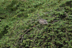 Nycticorax nycticorax