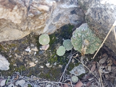 Strombocactus disciformis disciformis