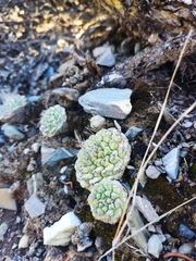 Strombocactus disciformis disciformis