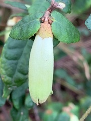 Correa reflexa reflexa