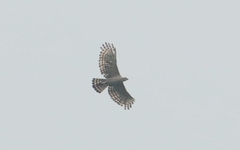 Nisaetus nipalensis
