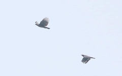 Nisaetus nipalensis