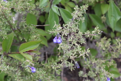 Salvia thymoides