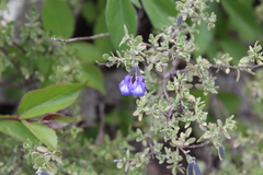 Salvia thymoides