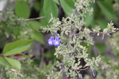 Salvia thymoides