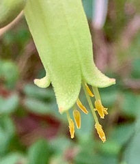 Correa reflexa reflexa