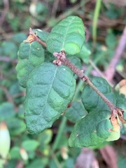 Correa reflexa reflexa