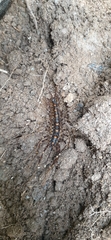 Allothereua maculata