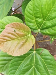 Ficus auriculata