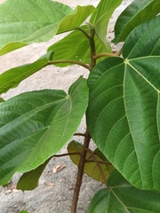 Ficus auriculata