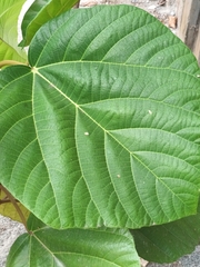 Ficus auriculata