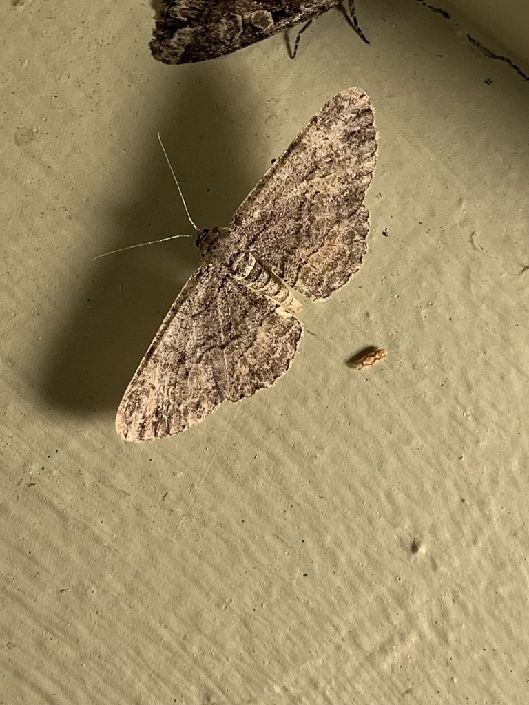 Common Gray from Sunglo Dr, Okanagan-Similkameen, BC, CA on August 17 ...