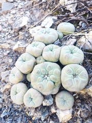 Lophophora diffusa