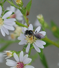 Lasioglossum coriaceum