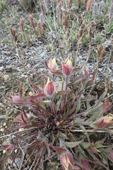 Castilleja elegans