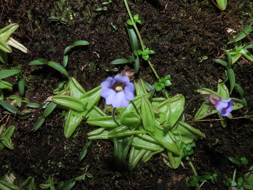 Pinguicula calyptrata (Pinguicula calyptrata)