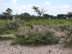 Mimosa monancistra