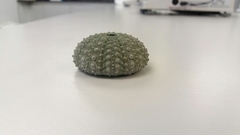 Heliocidaris crassispina