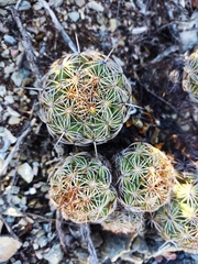 Coryphantha radians