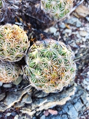 Coryphantha radians