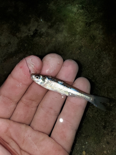 Eastern silvery minnow (Hybognathus regius) — Cyprinidae