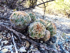 Coryphantha radians