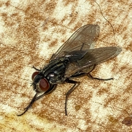 Common House Fly photo 6