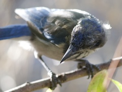 Aphelocoma californica