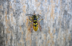 Vespula atropilosa