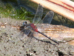 Leucorrhinia orientalis