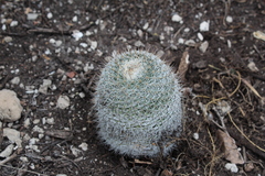 Mammillaria haageana