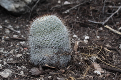 Mammillaria haageana