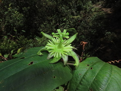 Passiflora viridescens