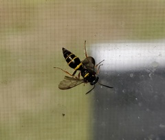 Argogorytes nigrifrons