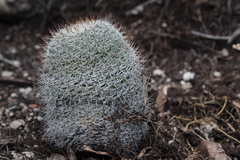 Mammillaria haageana