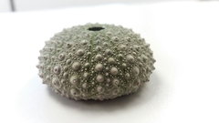 Heliocidaris crassispina