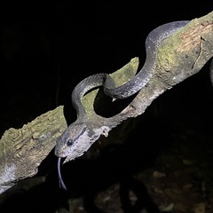 Boiga cynodon